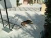 Dog in a shady square