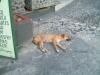 Dog, that looks as if it passed out