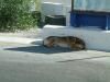 Dog using the tiniest of shades