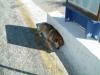 Dog sleeping in the shade