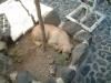 tn_dog63.jpg