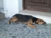 Dog in front of a shop