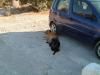 Dogs using a car for shade