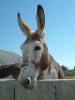 Closeup of a Donkey's head