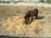 Eating Donkey