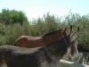 Donkeys