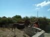 Mother and Daughter feeding donkeys