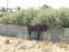 Donkey seeking the shade
