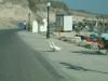 Geese crossing the road