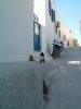 Very small kitten in an alleyway