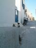 Very small kitten in an alleyway